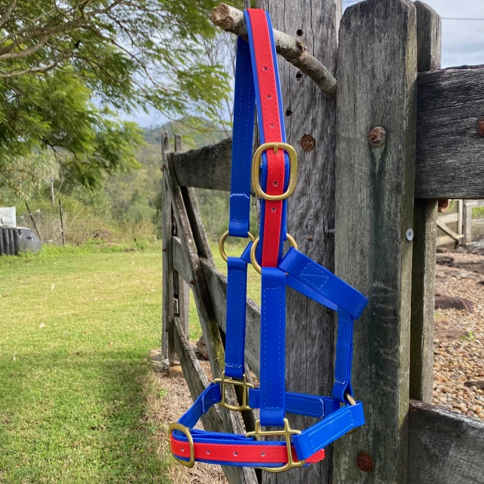 Blue & Red 25mm Halter